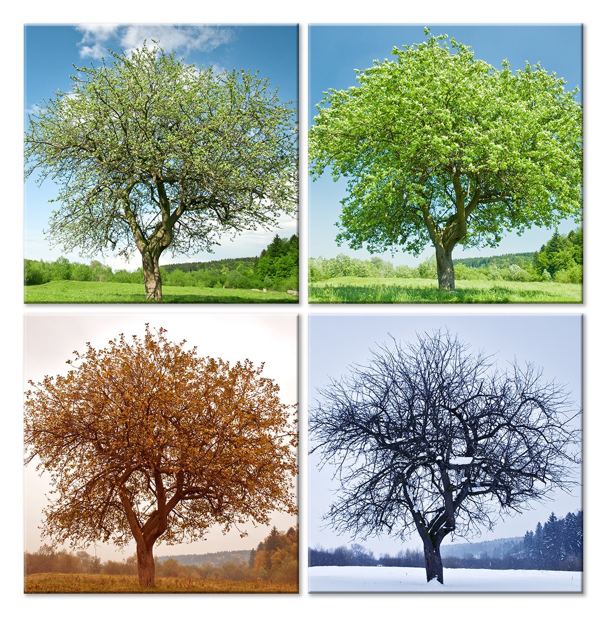 Яблоня в разные времена года. Дерево в разные времена года. Дерево летом и осенью.